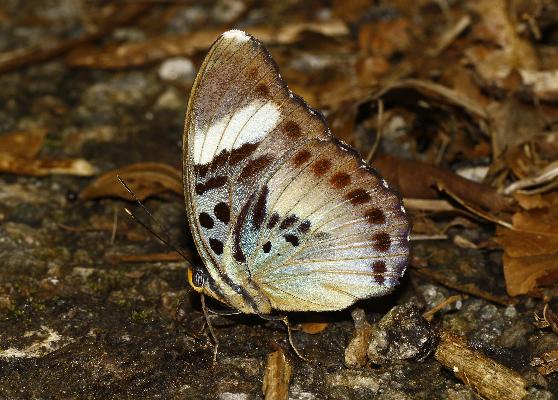 Euphaedra ceres ceres female UNS